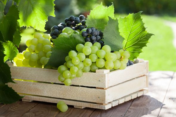 Зберегти вирощене: проект будівництва сховища винограду